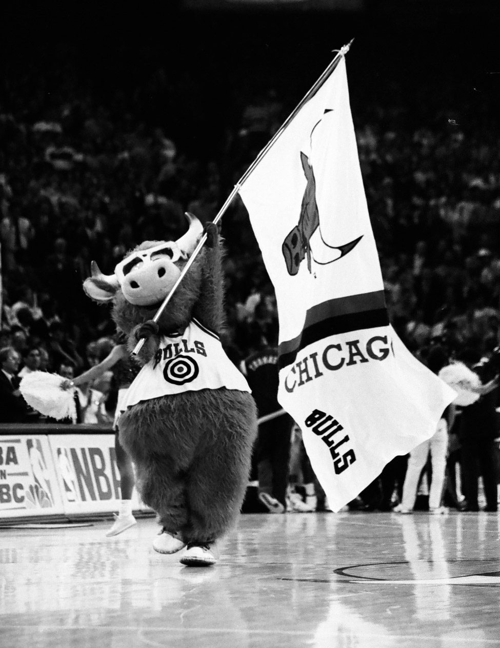 Black and white photograph of the Bulls mascot, a fuzzy bull with a round belly, wearing a Bulls jersey and glasses carries a white flag with the Bulls logo and the words "Chicago Bulls" across the court.